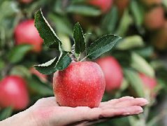 苹果三日减肥法是怎样的?科学吗